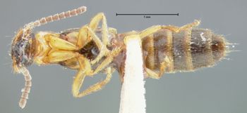 Media type: image;   Entomology 24100 Aspect: habitus ventral view